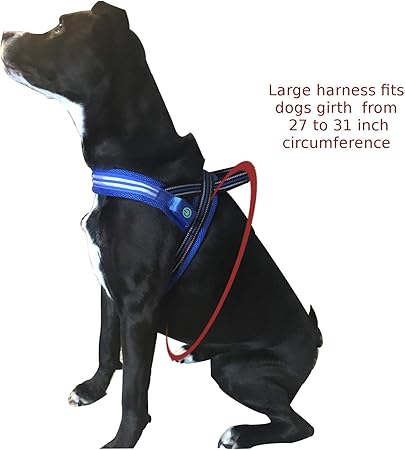 chest led dog harness