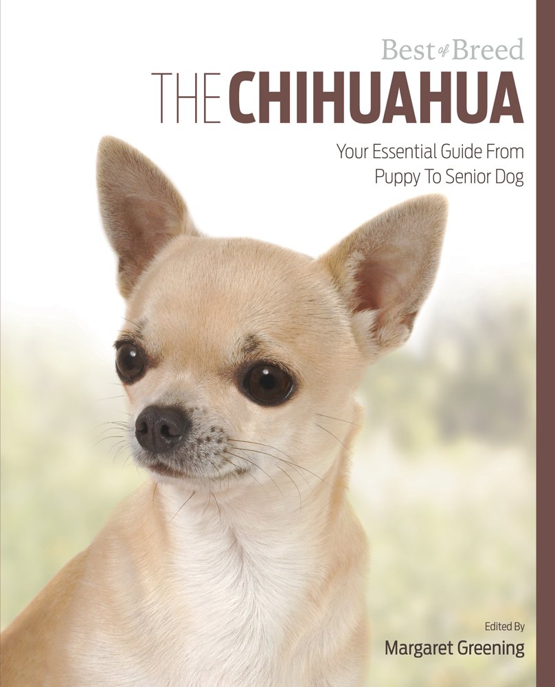 chihuahua essentials