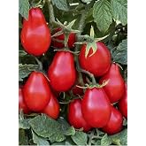 100PCS Red Pear Cherry Tomato Seeds Garden Vegetable Seeds