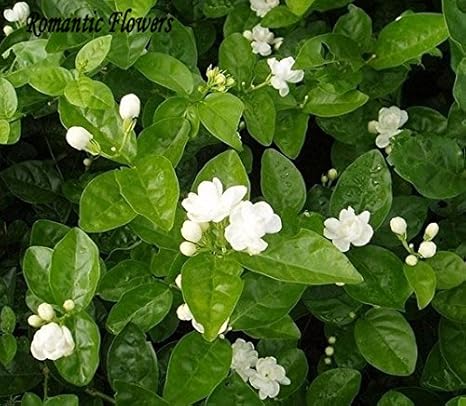 Amazon Co Jp 送料無料 ホワイトジャスミンの種 香り植物アラビアジャスミンの花の種子粒 袋 ホーム キッチン Amazon Co Jp 送料無料 ホワイトジャスミンの種 香り植物アラビアジャスミンの花の種子粒 袋 ホーム キッチン