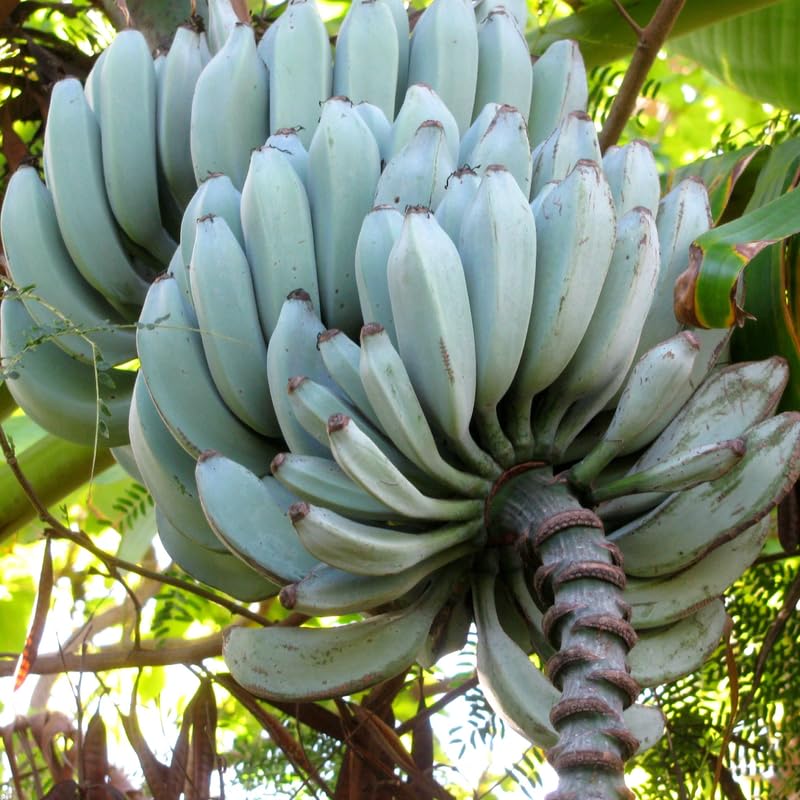 Blue Java Banana Tree Live Plant For Planting, Ice Cream Banana Plant