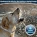 Flea And Tick Collar For Dogs | Prevents And Removes Fleas, Ticks, Lice And Mosquitos In 24 Hours | 8 Months Protection | 100% Natural Essential Oil Flea And Tick Prevention For Dogs