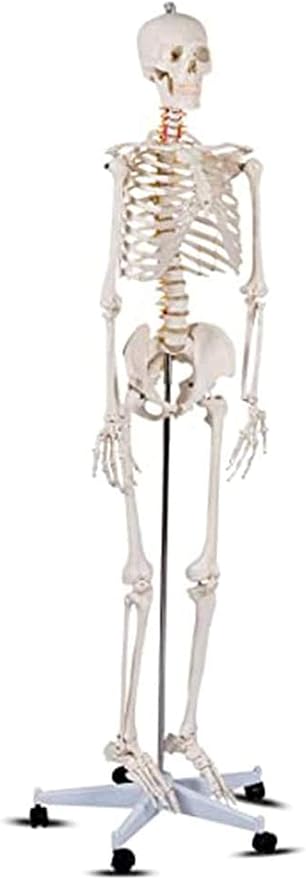 Amazon Co Jp 科学的なアクセサリー解剖学的モデルはビーム 骨格系の人間の骨格の骨のlifesize 6 170センチ研究や参照を学びます Home Kitchen