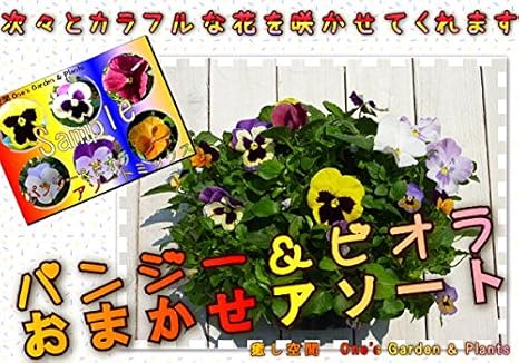 Amazon ハンギングバスケット 癒し空間 One S Gardenのおまかせパンジー ビオラ 空中寄せ植え 秋から春バージョン 観葉植物 オンライン通販