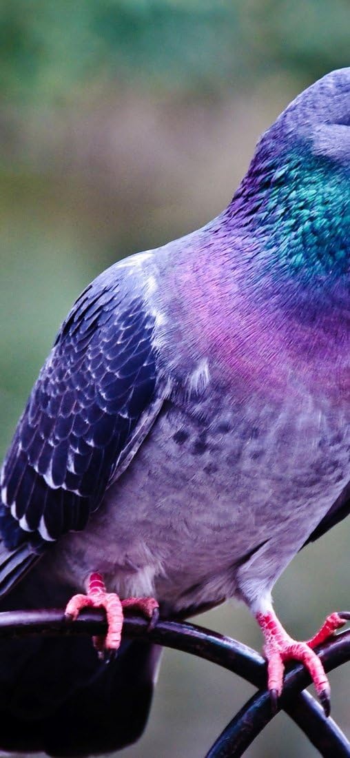 PeelitStickit Pigeon, Animal Wall Murals ID-183, vinyl, Multi-colour