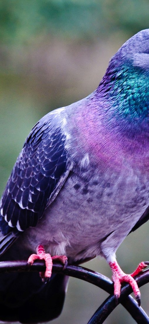 PeelitStickit Pigeon, Animal Wall Murals ID-183, vinyl