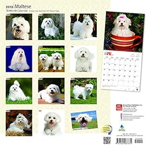 Maltese 2018 12 x 12 Inch Monthly Square Wall Calendar with Foil Stamped Cover, Animals Small Dog Breeds Pet (Multilingual Edition)