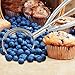 Jenaluca Large Scoop - Ice Cream Scoop - Cookie Dough and Cupcake Scoop - with Gift Bag - #24 3 tablespoon 1.5 ounce ice cream and baking scoop - 18/8 Stainless Steel