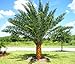 Phoenix sylvestris, silver Date Palm exotic rare palms semi plant seed 50 seeds