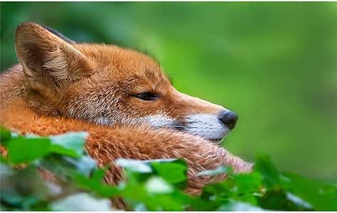Amazon.com: Firefox 22x14 Animal ArtPrint Poster 007C/Small Size: Prints: Posters & Prints