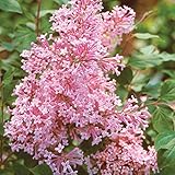 Proven Winners Bloomerang Pink Perfume Lilac Syringa - Hardy Established Roots â€“ Quart Potted - 1 Plant by Growers Solution