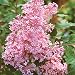 Proven Winners Bloomerang Pink Perfume Lilac Syringa - Hardy Established Roots - Quart Potted - 1 Plant by Growers Solution