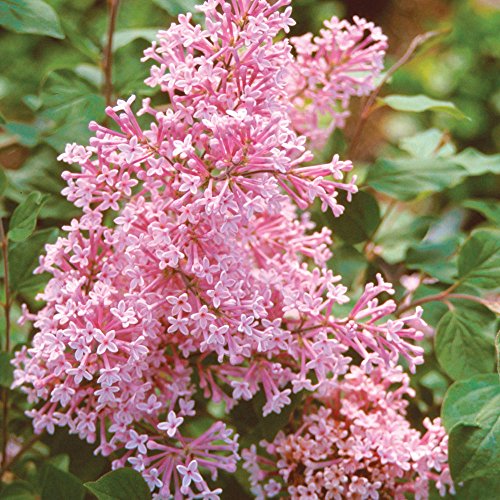 Proven Winners Bloomerang Pink Perfume Lilac Syringa - Hardy Established Roots – Quart Potted - 1 Plant by Growers Solution Proven Winners Bloomerang Pink Perfume Lilac Syringa - Hardy Established Roots – Quart Potted - 1 Plant by Growers Solution
