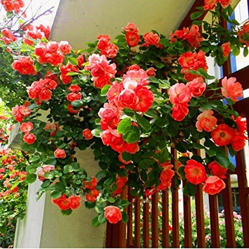 KEPTEI Garden Flower Seeds - 100pcs Seeds Purple Aubrieta hybria Ivy Creepers and Perfume Climbing Plants Colorful Rock Cress Flower Seeds Vines for Walls, Fences and trellises
