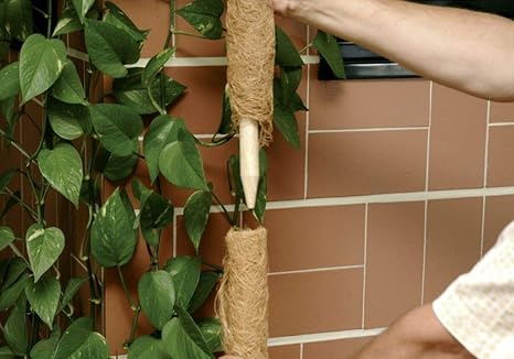 Pianta Di Cocco Da Appartamento - The Homey Design