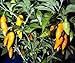 Datil Pepper 4 Plants - Very Hot. Distinctive Taste