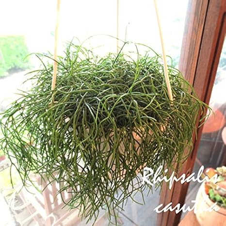 Amazon サボテン リプサリス カシュータ カスッサ 6号吊鉢 観葉植物 オンライン通販 Amazon サボテン リプサリス カシュータ カスッサ 6号吊鉢 観葉植物 オンライン通販