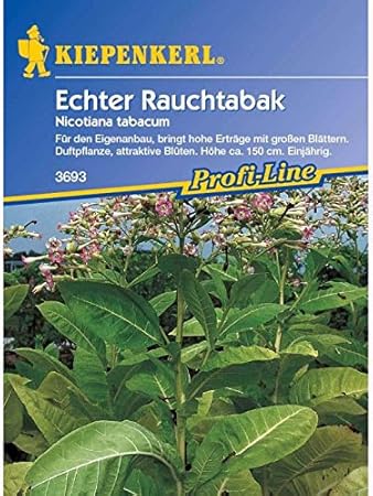 Nicotiana tabacum Echter Rauchtabak