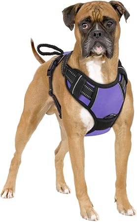 furry friends resort and spa