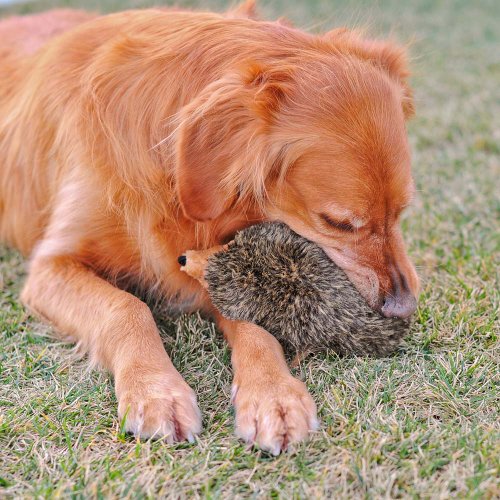 ZippyPaws 9-Inch Hedgehog Squeaky Plush Dog Toy, Large