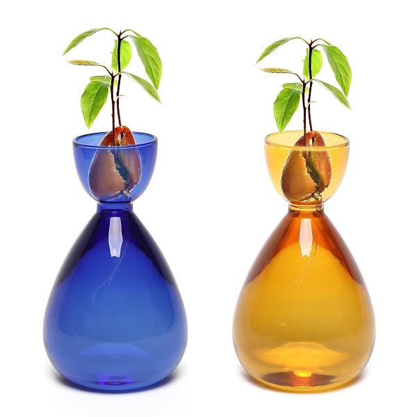 CYZGLASS AVOCADO VASE AVOCADO SEED STARTER VASE AVOCADO...