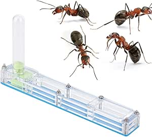 Ant Nest, Ant Farm Castle Caja de Ecología de Insectos ...