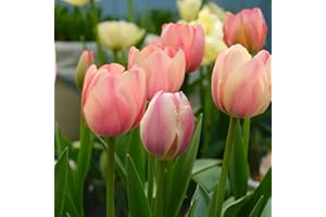 Tulip Bulbs for Planting, Bulb Size 12/14cm, Easy to Grow, Tulip Bulbs for Spring and Autumn Planting, Perennial Flower Tulip