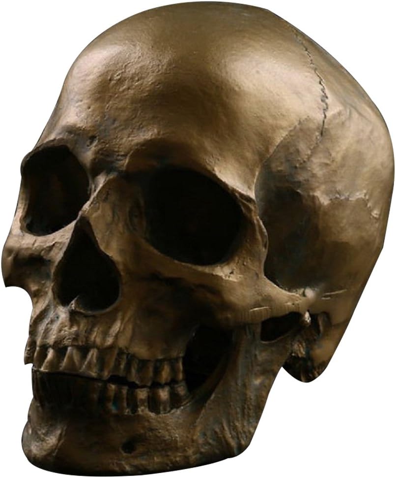 1:1 Human Anatomical Skull Model (Coppery)