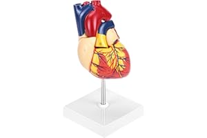 QWORK Human Heart Model, Anatomically Accurate Numbered 2-Part Life Size Heart Medical Model with 34 Anatomical Structures, Held Together with Magnets on Base