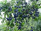 Blue Damson Plum Tree Semi-Dwarf - Healthy - Established - One Gallon Potted - 1 each by Growers Solution