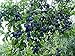Blue Damson Plum Tree Semi-Dwarf - Healthy - Established - One Gallon Potted - 1 each by Growers Solution