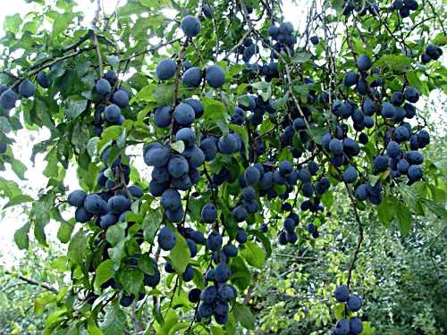 Blue Damson Plum Tree Semi-Dwarf - Healthy - Established - One Gallon Potted - 1 each by Growers Solution