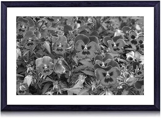 Amazon Co Jp パンジー 花 白黒の絵画 装飾画 壁飾り アートパネル インテリアアート 木製の枠 壁ポスター モダン 現代壁の絵 額縁付きの完成品 横 40 60cm ホーム キッチン