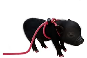 AZ MICRO MINI PIGS 12-Foot Mini Pig Harness - Adjustable Harness & Leash for All Animals - Pigs, Ferrets, Rabbits, Guinea Pigs, Dogs, Cats, Reptile, and Chickens