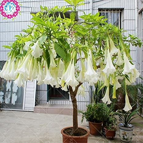 La Gentiane Plantation Culture Et Entretien Orchidées