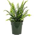 American Plant Exchange Fern Kimberly Queen Live Plant, Indoor/Outdoor Air Purifier, 6" Pot