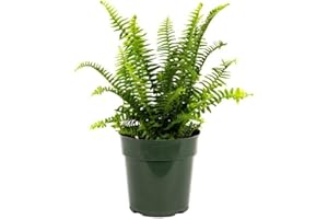 American Plant Exchange Kimberly Queen Fern, Live Hardy Houseplant, 6-Inch Pot, 18" Tall, Versatile for Indoor and Outdoor Décor, Perfect for Home, Office, Garden, or Patio