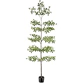 FEELEAD Faux Black Olive Tree 8FT – Tall Artificial Shady Lady Tree with Natural Wood Trunk and Realistic Leaves, Large Fake Tree for Indoor Home and Office Decor