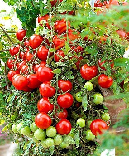 Seeds Enterprise Outdoor Living Hybrid Tomato Vegetable Seeds (Pack Of 100)