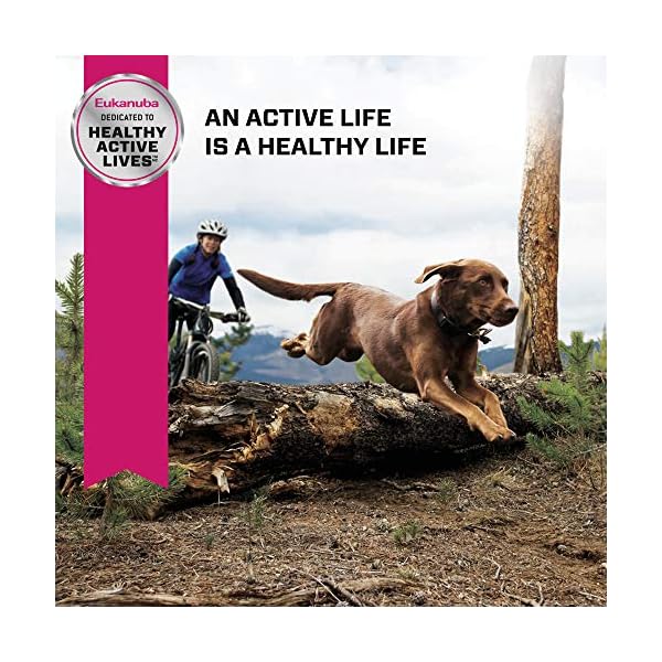 eukanuba active large breed