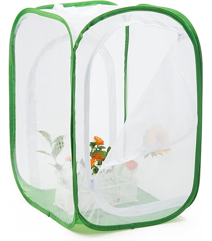 LEPITERRA Juego de Recarga de orugas - 1 Vaso (5-7 Larvas) | Complemento Ideal para el hábitat de Mariposa | Mariposas domésticas - Mariposas de Cardo LEPITERRA Juego de Recarga de orugas - 1 Vaso (5-7 Larvas) | Complemento Ideal para el hábitat de Mariposa | Mariposas domésticas - Mariposas de Cardo
