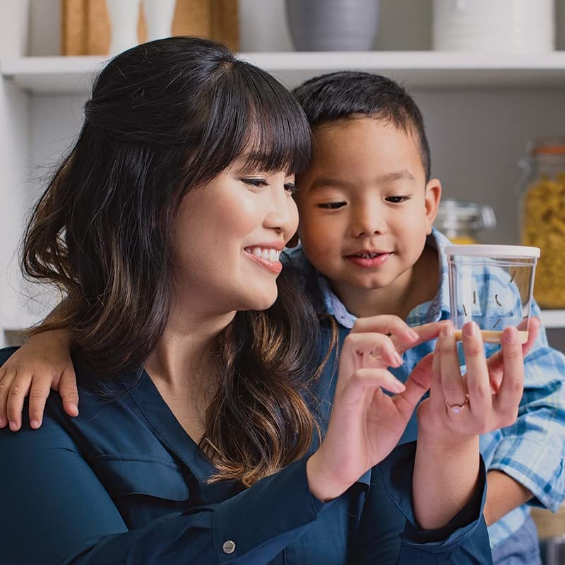 Two Cups of Caterpillars - Life Science & STEM Education - Butterfly Kit Refill – Painted Lady Butterflies – Includes Two Chrysalis Holding Logs Instructions - Butterfly Lifecycle Observation