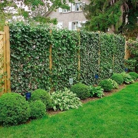 Efeu 140 175 Cm Hedera Hibernica Fur Eine 100 Sichtschutz Hecke Blickdicht Immergrun Winterhart Echte Pflanzen Clematisonline Amazon De Garten