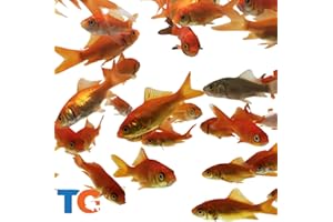 Toledo Goldfish Comet Feeder Goldfish: Live Feeder Goldfish Perfect for Stocking Ponds, Tanks, and Aquariums – 2 to 2.5 inches, 250 Fish