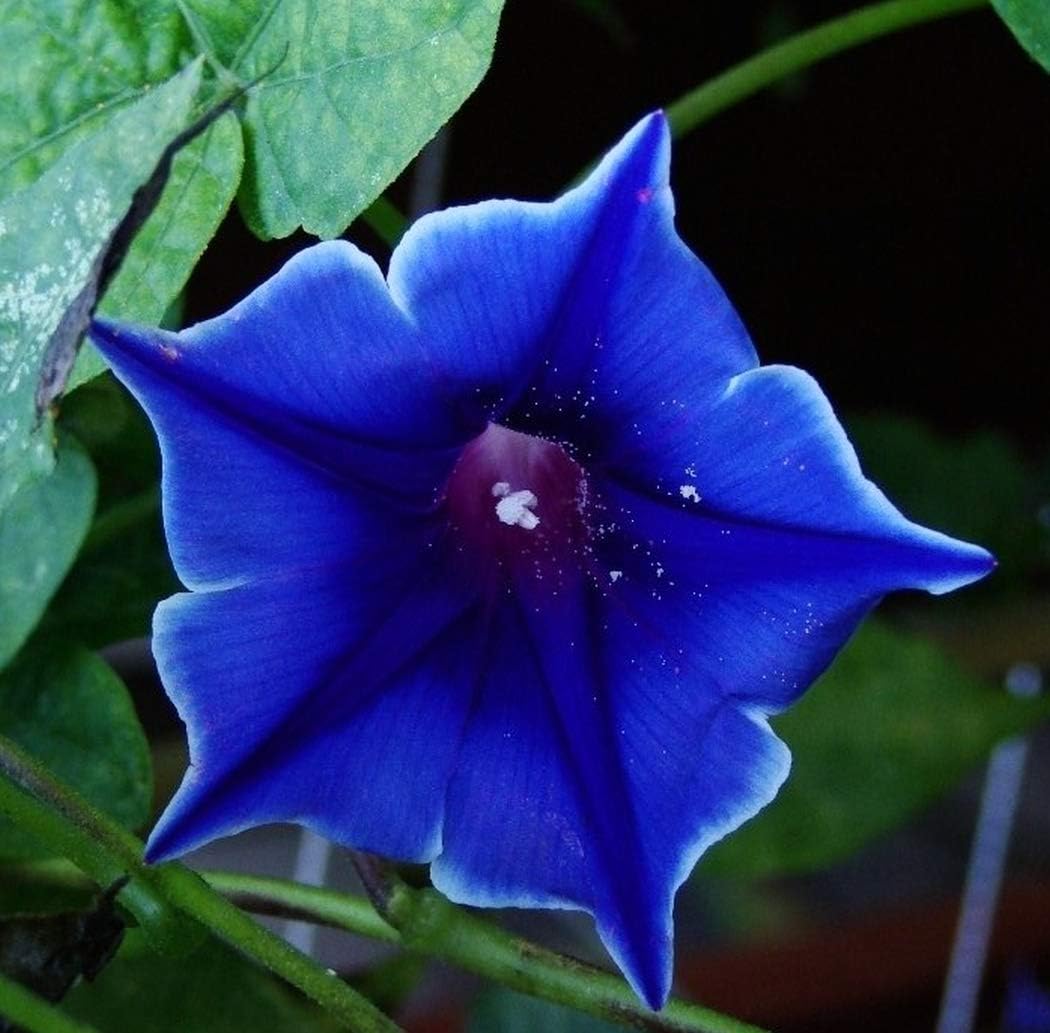 Asklepios-seeds® - 50 Samen Ipomoea nil Blue Picotee, Japanische blaue Prunkwinde, Morning Glory ...