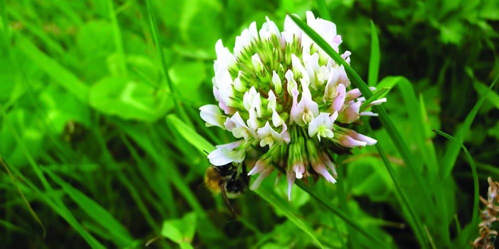 Best Alternative Lawn Fertilizer