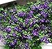 Jackmanii Superba Clematis Vine - 2.5" Pot