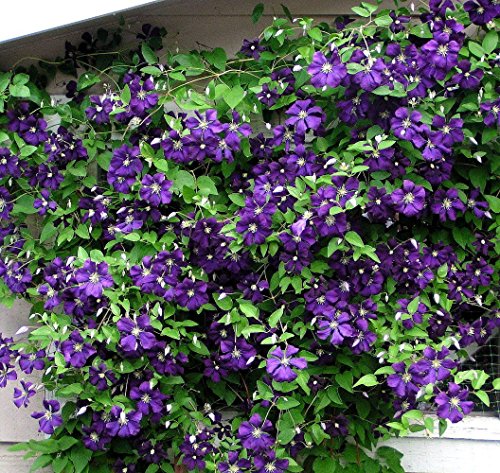 Jackmanii Superba Clematis Vine - 2.5 Jackmanii Superba Clematis Vine - 2.5