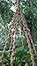 6 Legs Macrame Natural Jute and Cotton Plant Hanger & Holder and Metal Ring, 51-inches Length (Without The White Pot and Plant) (Jute) (Brown-Jute)