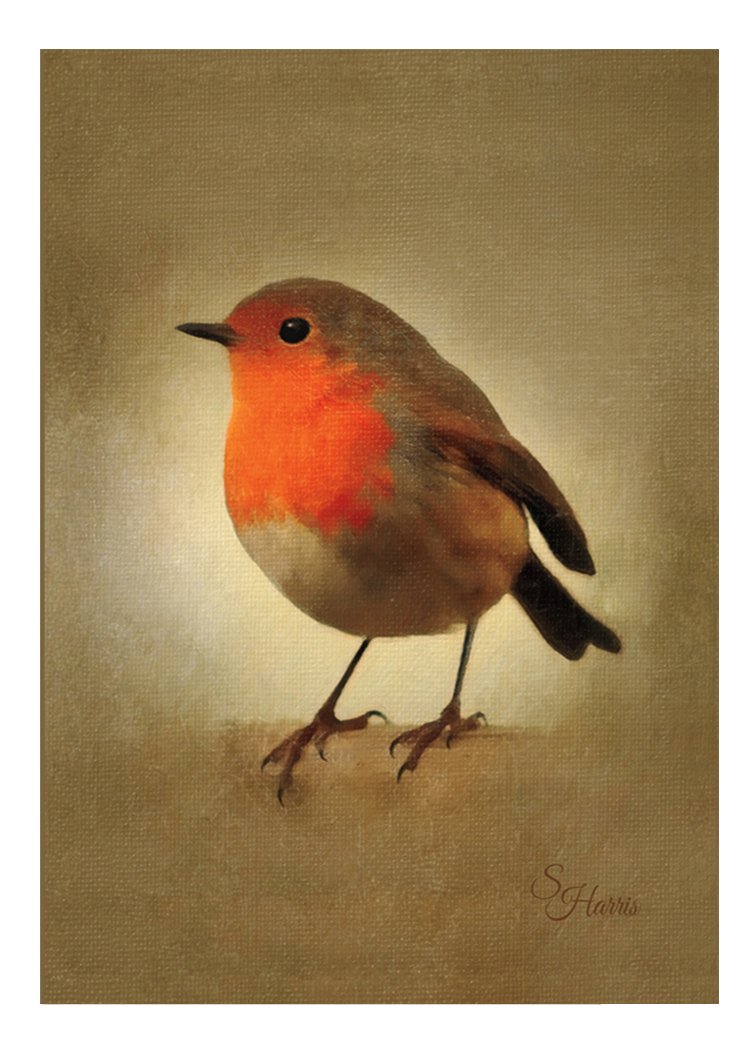 Vintage Robin Christmas Cards - Pack Of Ten - One design